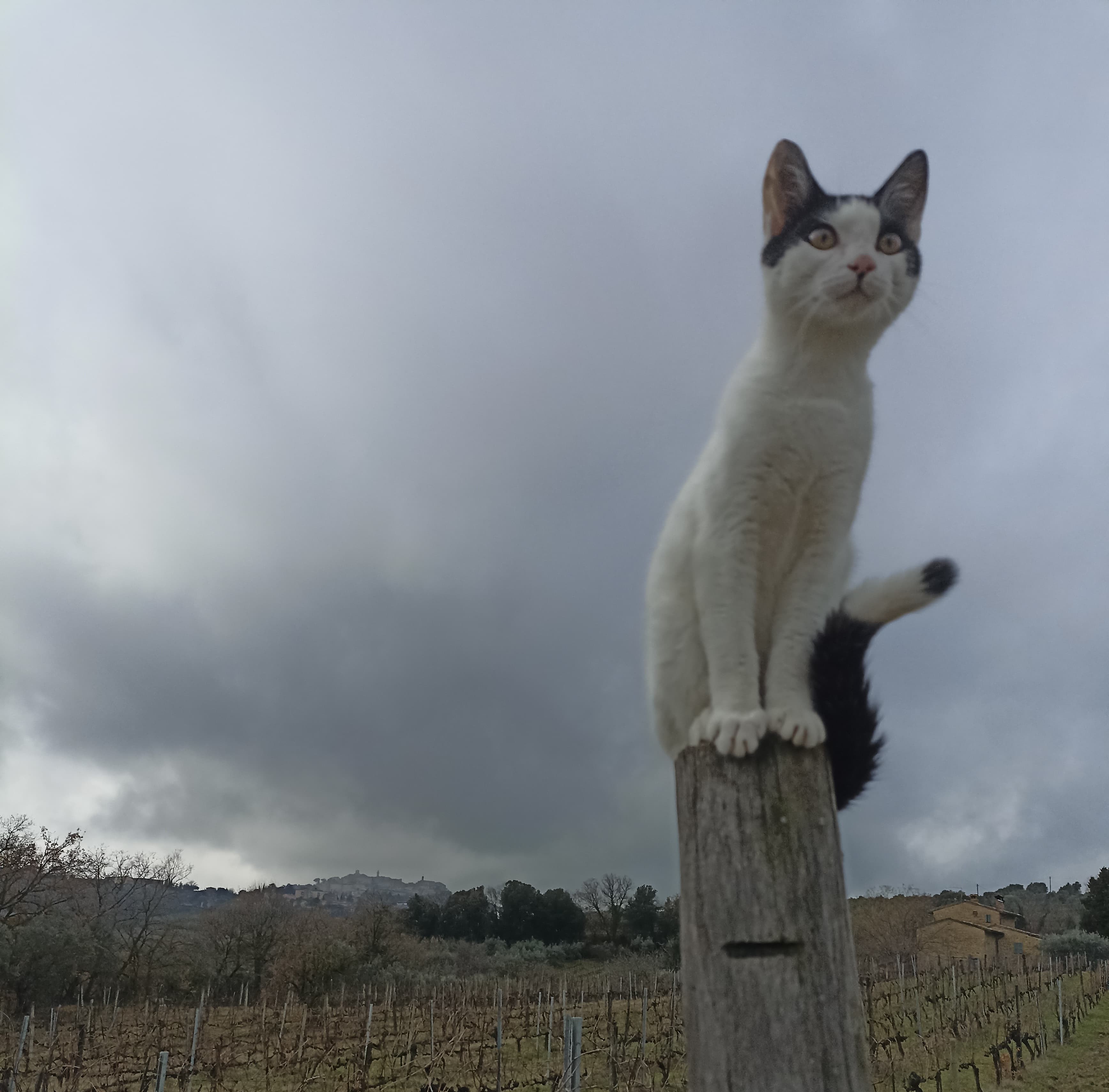 foto